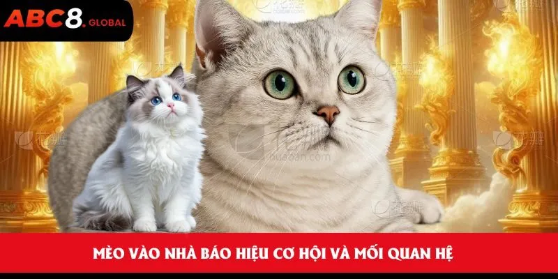Mèo vào nhà báo hiệu cơ hội và mối quan hệ